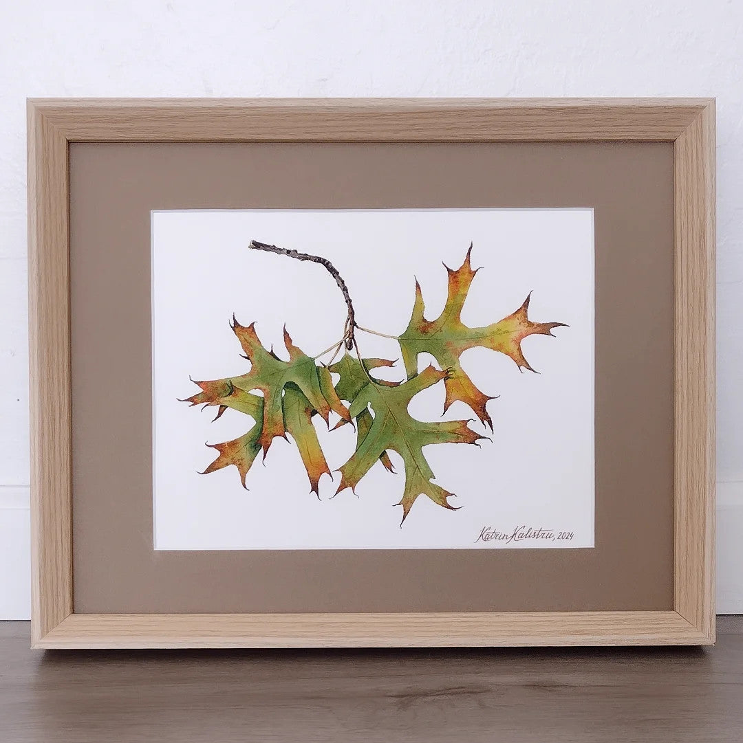 Oak leaves in fall