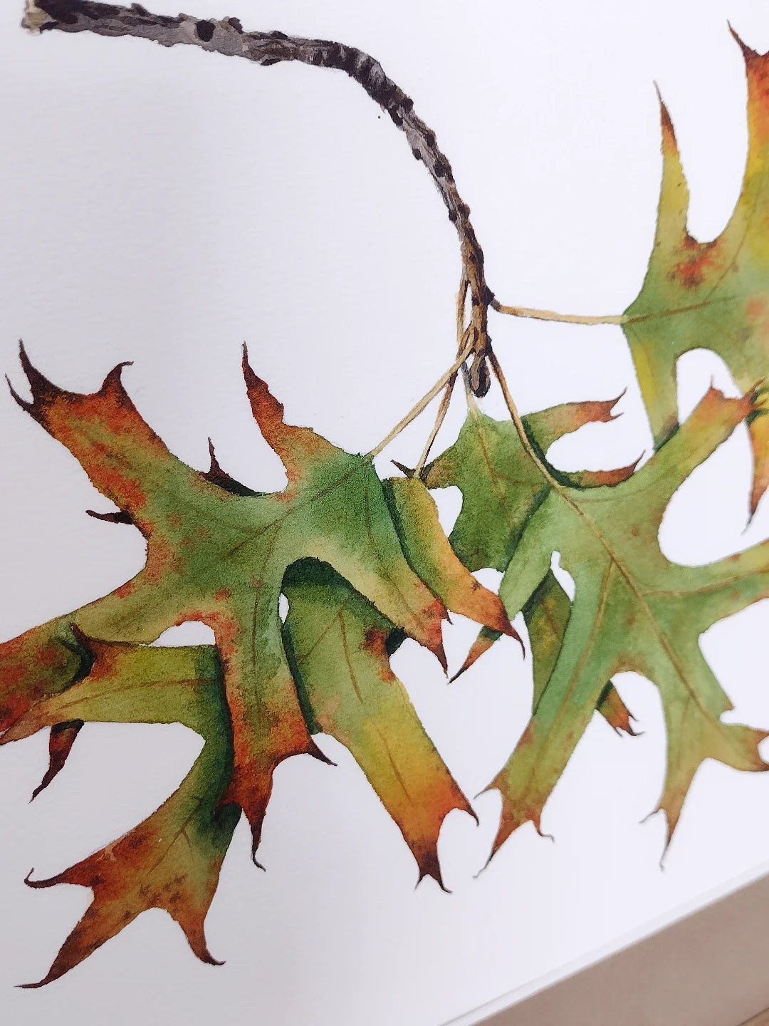 Oak leaves in fall