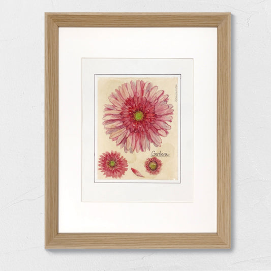 Gerbera