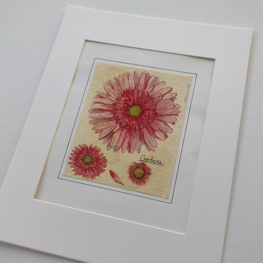 Gerbera