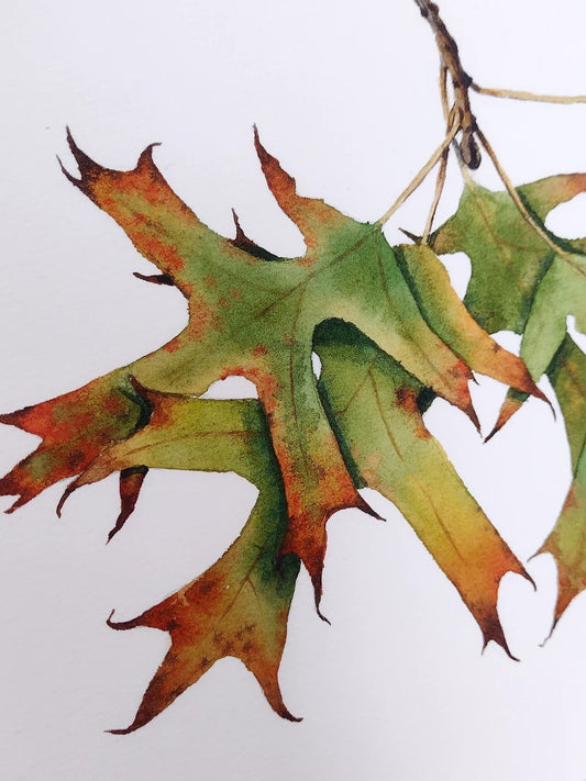 Oak leaves in fall